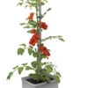 Gusta Garden Tom Tomato Mit Bewässerungssystem 2 Gusta Garden Tom Tomato Mit Bewässerungssystem -Qualitätshausladen gusta garden tom tomato mit bewaesserungssystem farbe grau