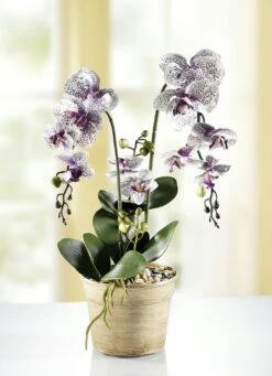 Orchidee Im Topf