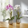 Orchideen-Gesteck Im Keramiktopf 1 Orchideen-Gesteck Im Keramiktopf -Qualitätshausladen orchideen gesteck im keramiktopf farbe lila