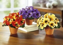 Stiefmütterchen, 3er-Set