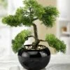 Zypressen-Bonsai Im Topf -Qualitätshausladen zypressen bonsai im topf farbe gruen